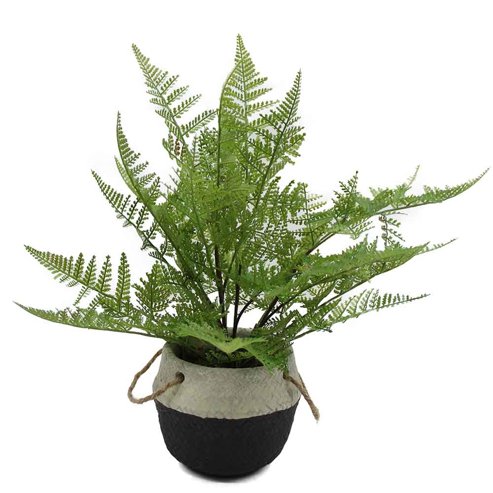 MC3065 Fern