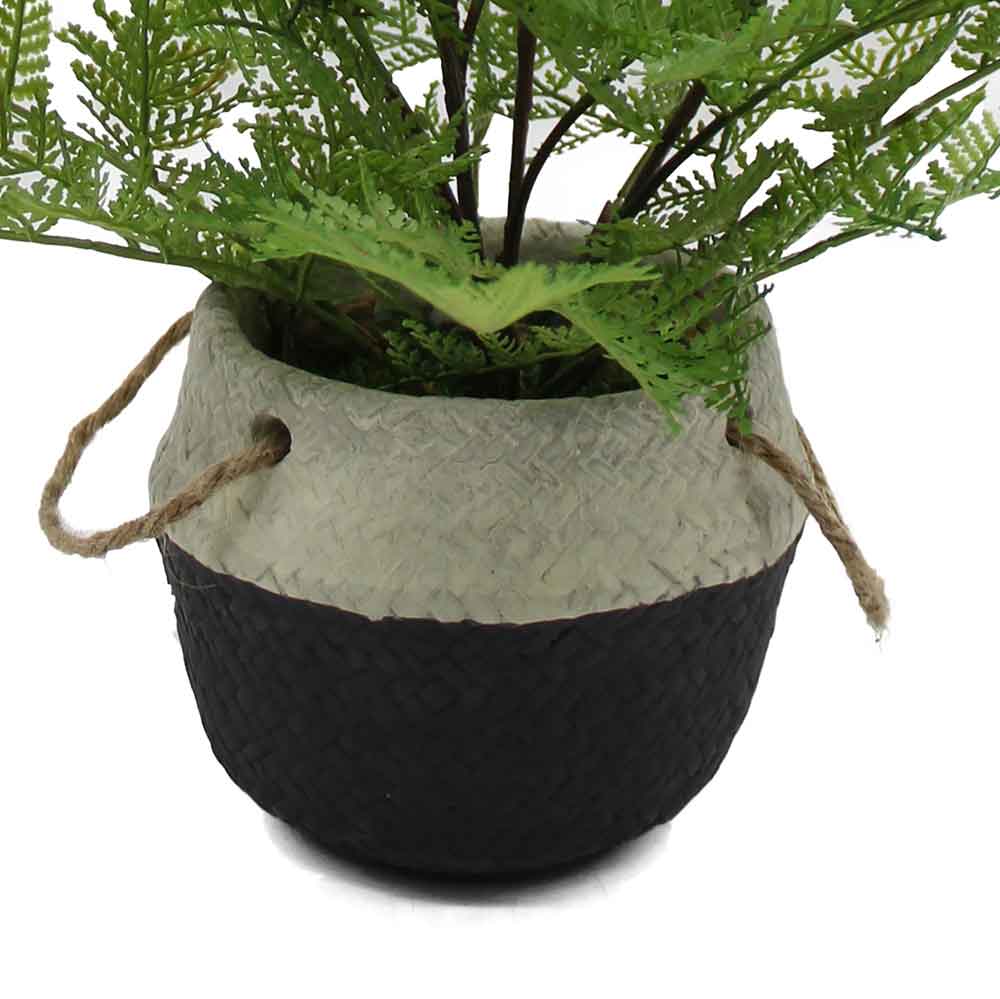 MC3065 Fern