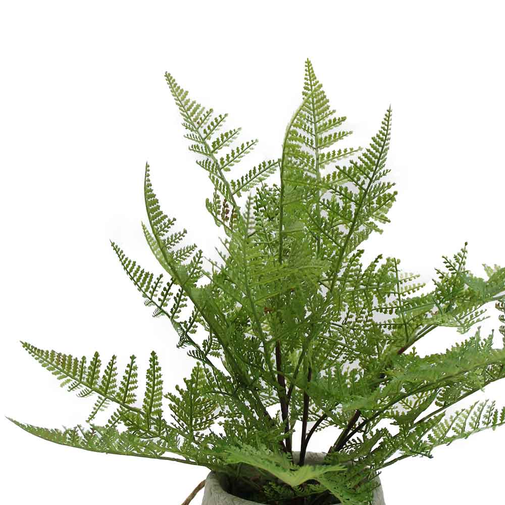 MC3065 Fern