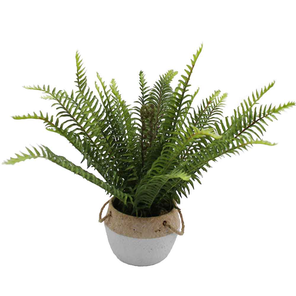 MC3066 Fern