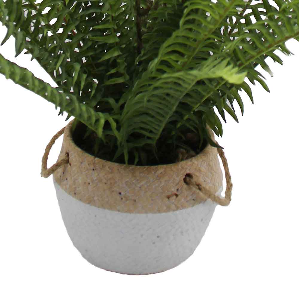 MC3066 Fern