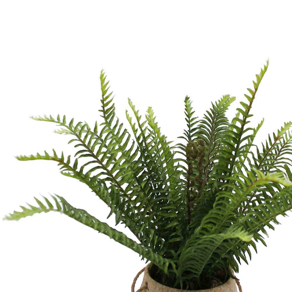 MC3066 Fern