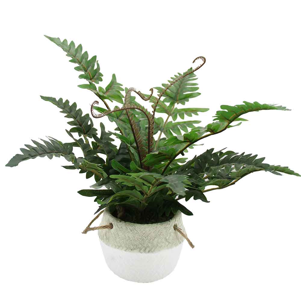 MC3068 Fern