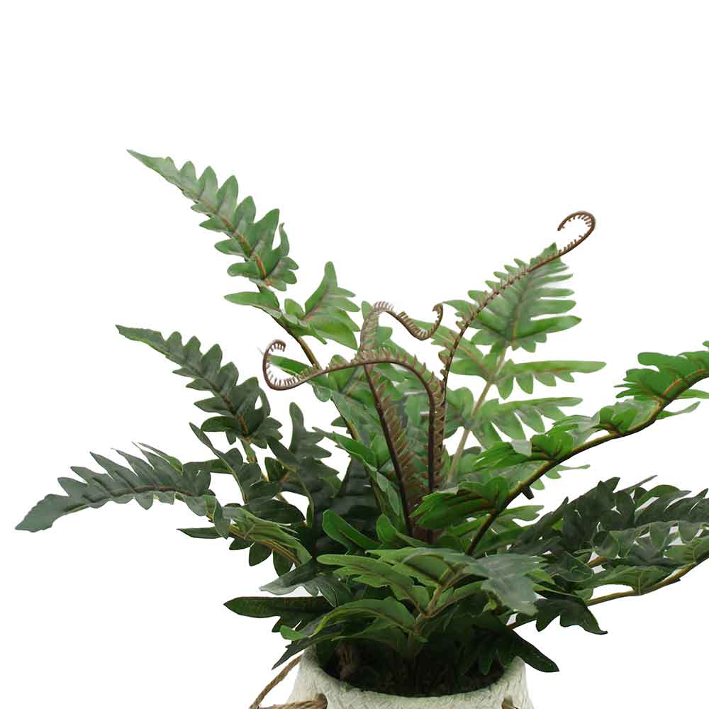 MC3068 Fern