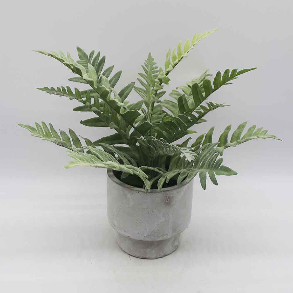 MC3476 Fern