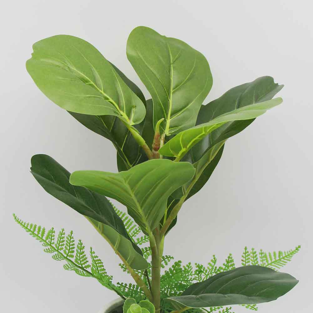 MC0169 Ficus lyrate