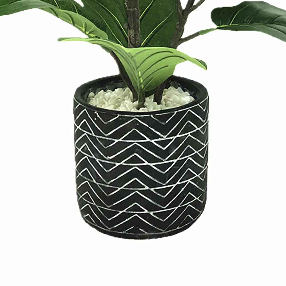 MC2304 Ficus lyrate