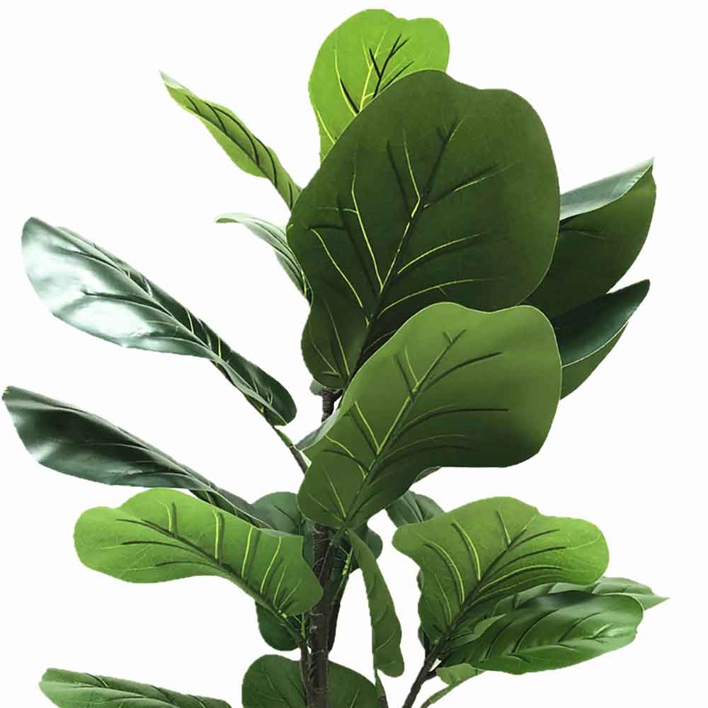 MC2304 Ficus lyrate