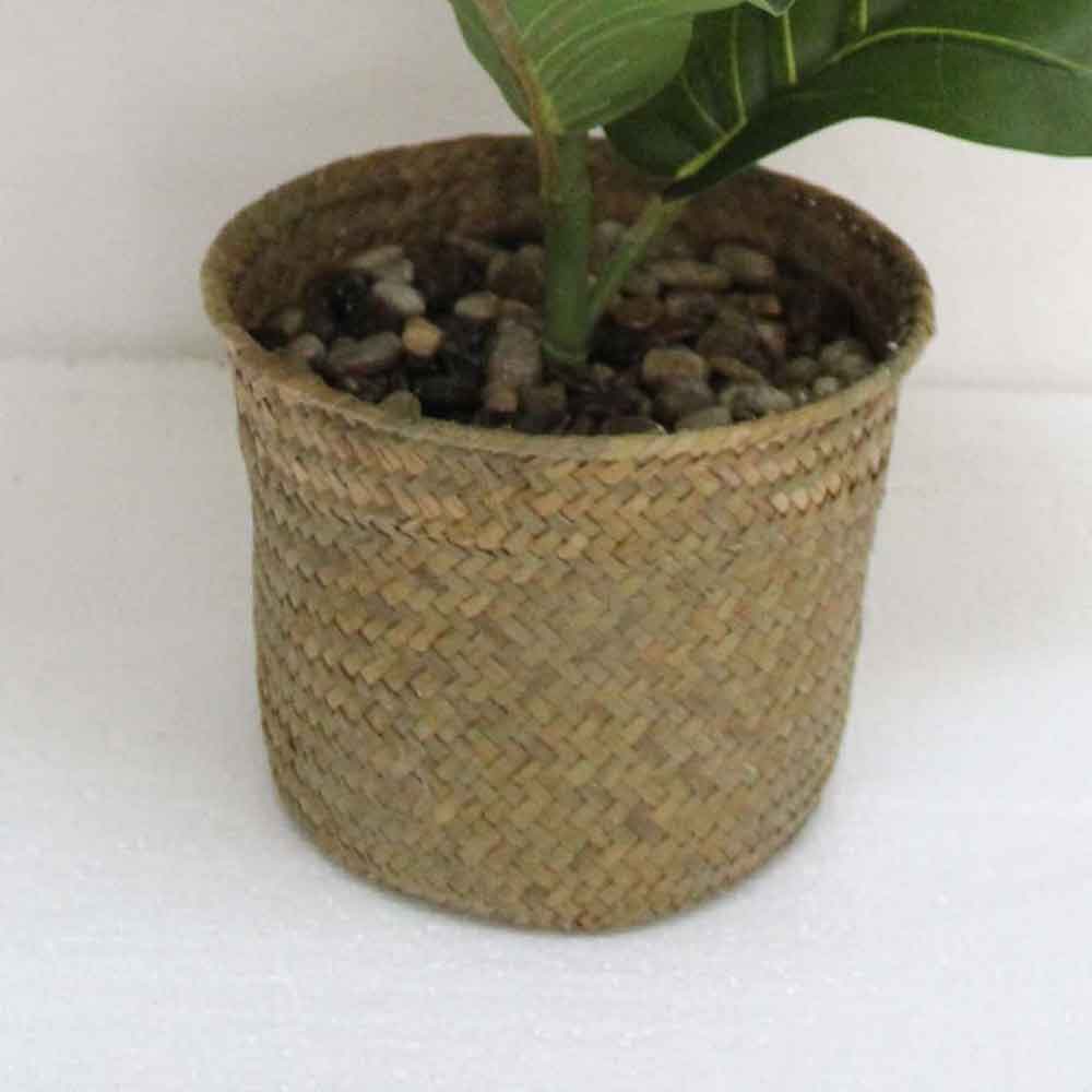 MC2612 Ficus lyrate