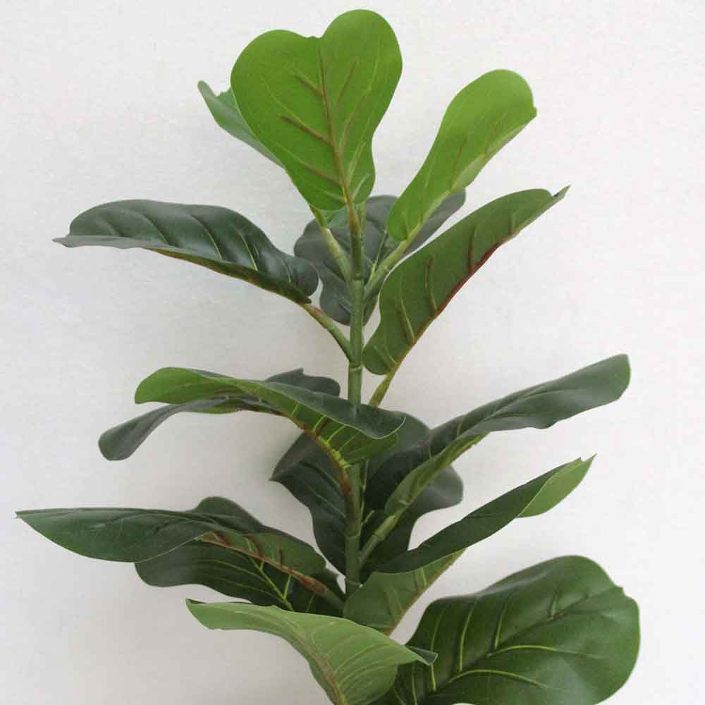 MC2612 Ficus lyrate