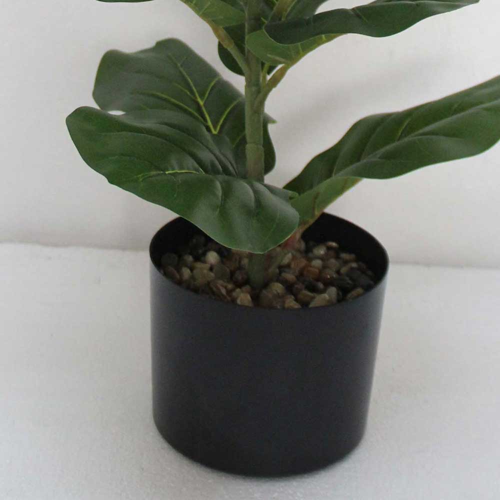 MC2624 Ficus lyrate