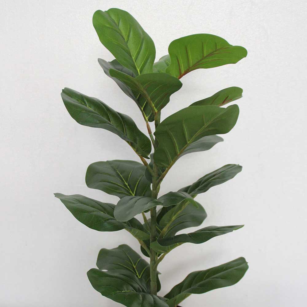 MC2624 Ficus lyrate