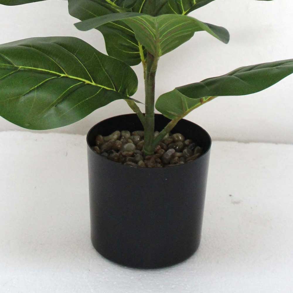 MC2625 Ficus lyrate