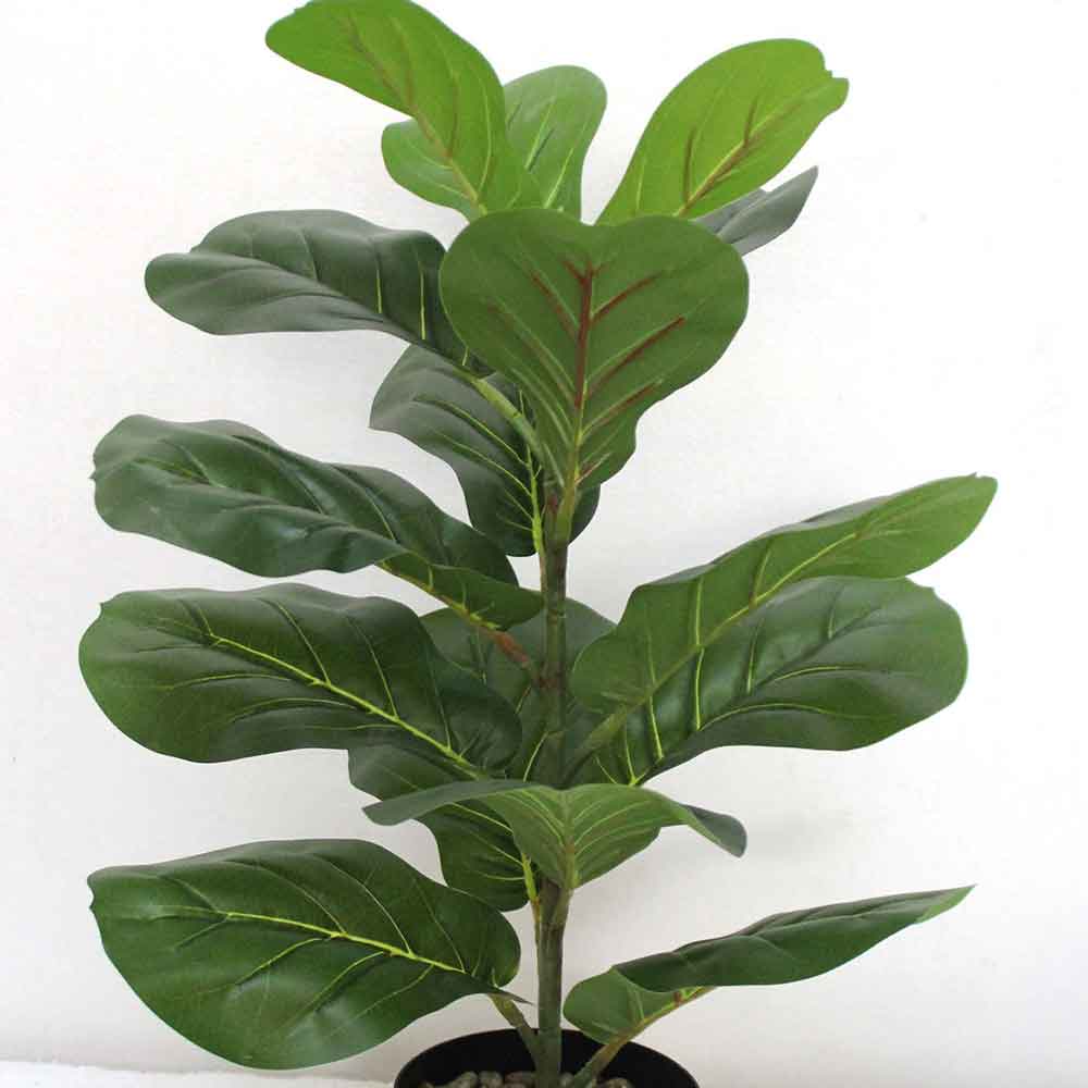 MC2625 Ficus lyrate