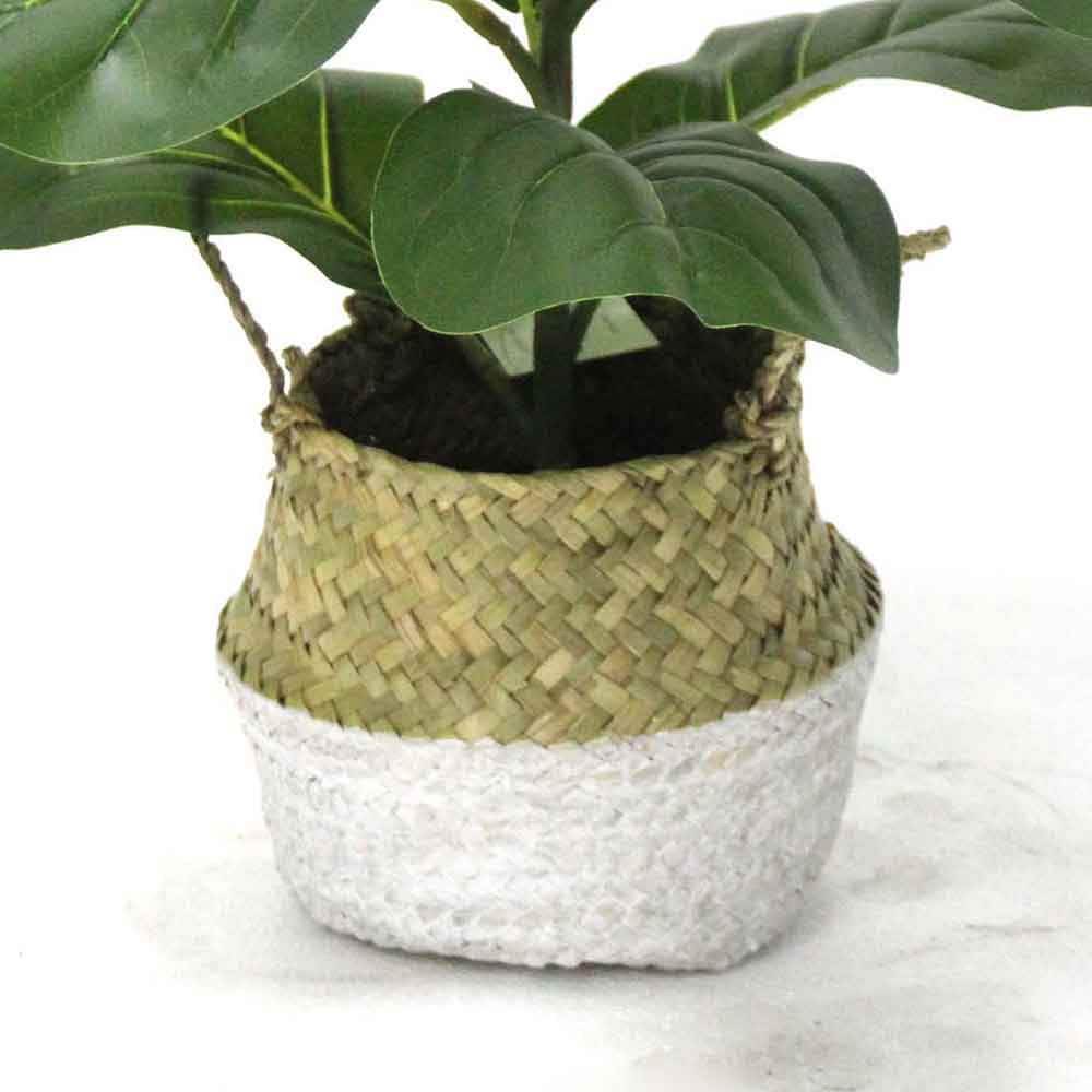 MC2722 Ficus lyrate