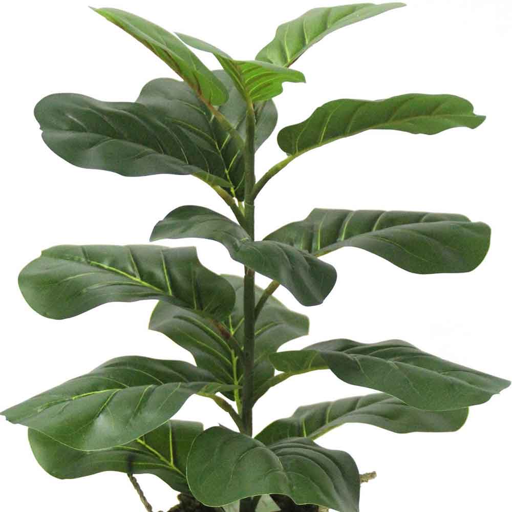 MC2722 Ficus lyrate