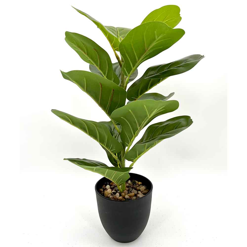 MC2722-1 Ficus lyrate