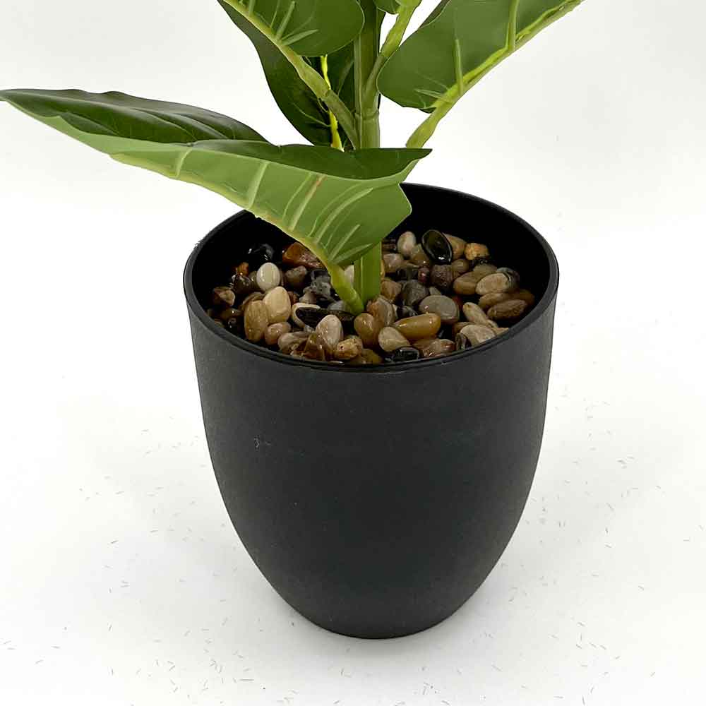 MC2722-1 Ficus lyrate