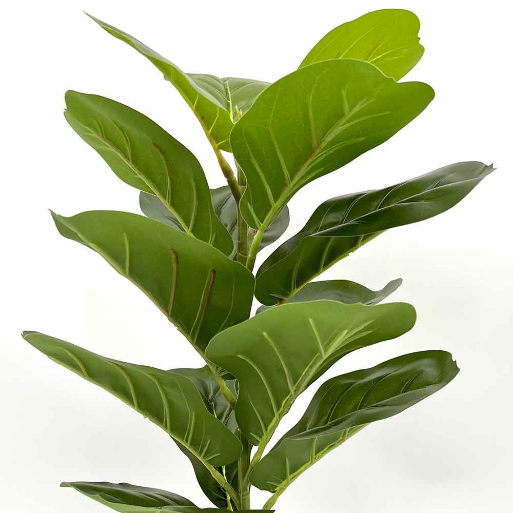 MC2722-1 Ficus lyrate