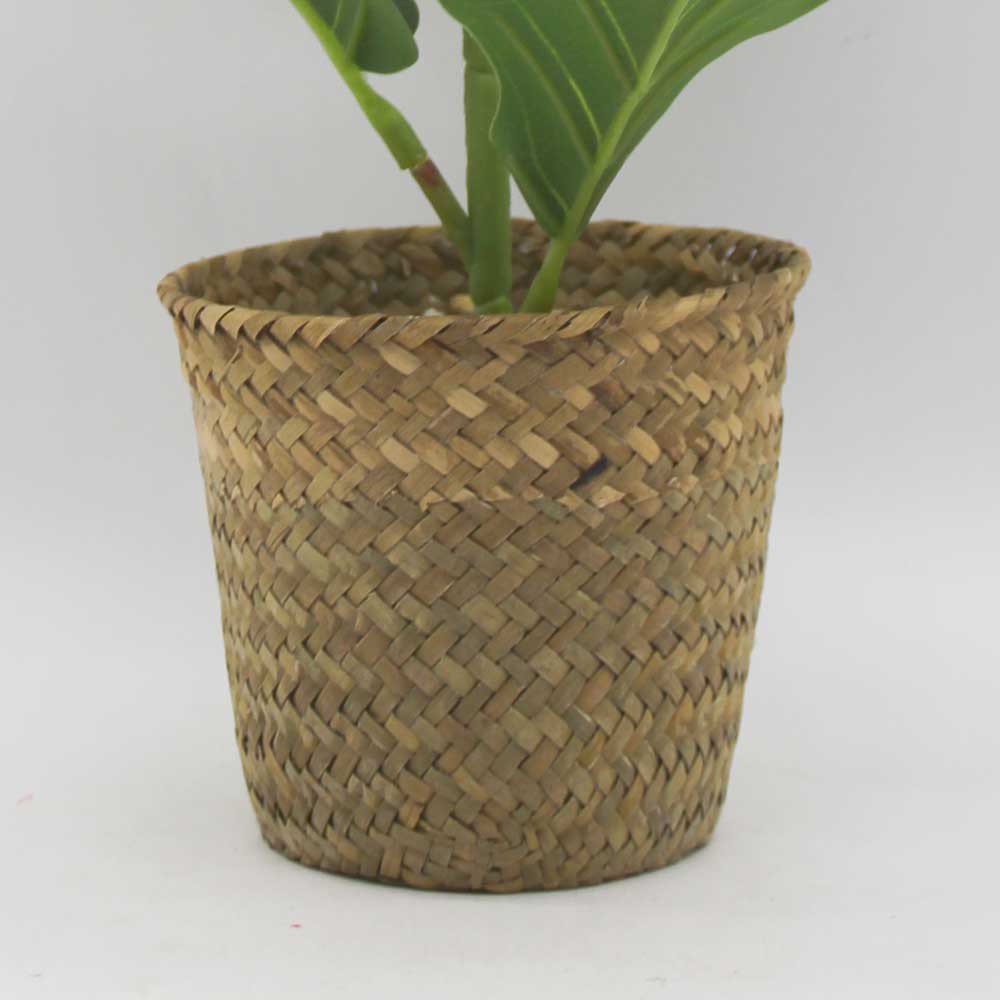 MC3410 Ficus lyrate