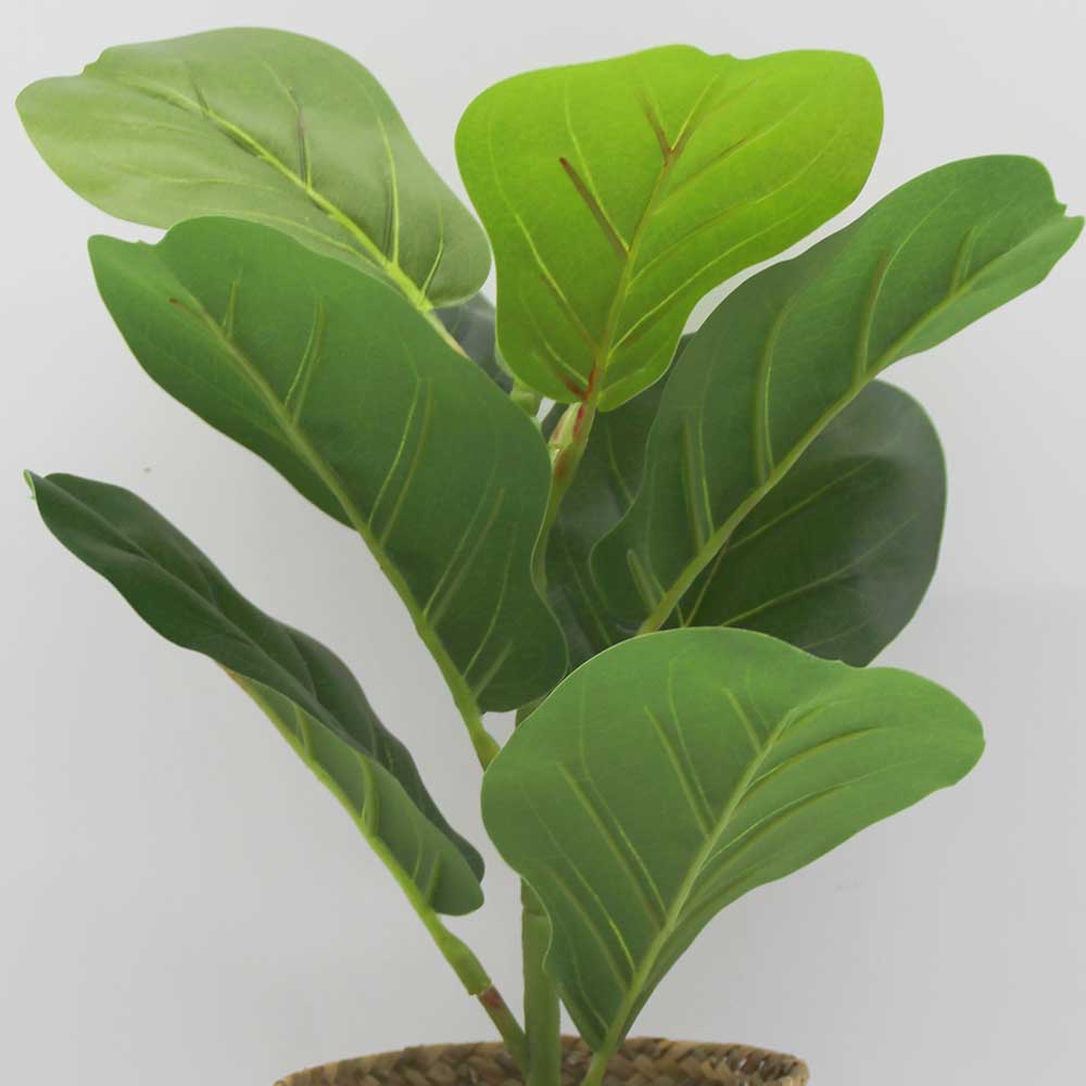 MC3410 Ficus lyrate