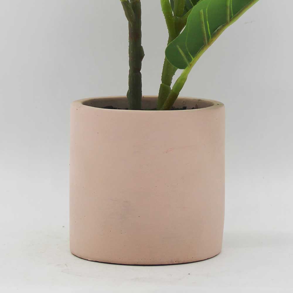 MC3428 Ficus lyrate