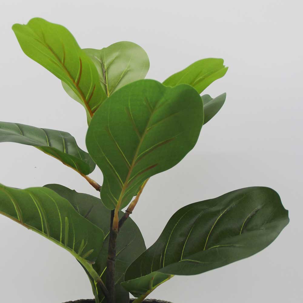 MC3429 Ficus lyrate