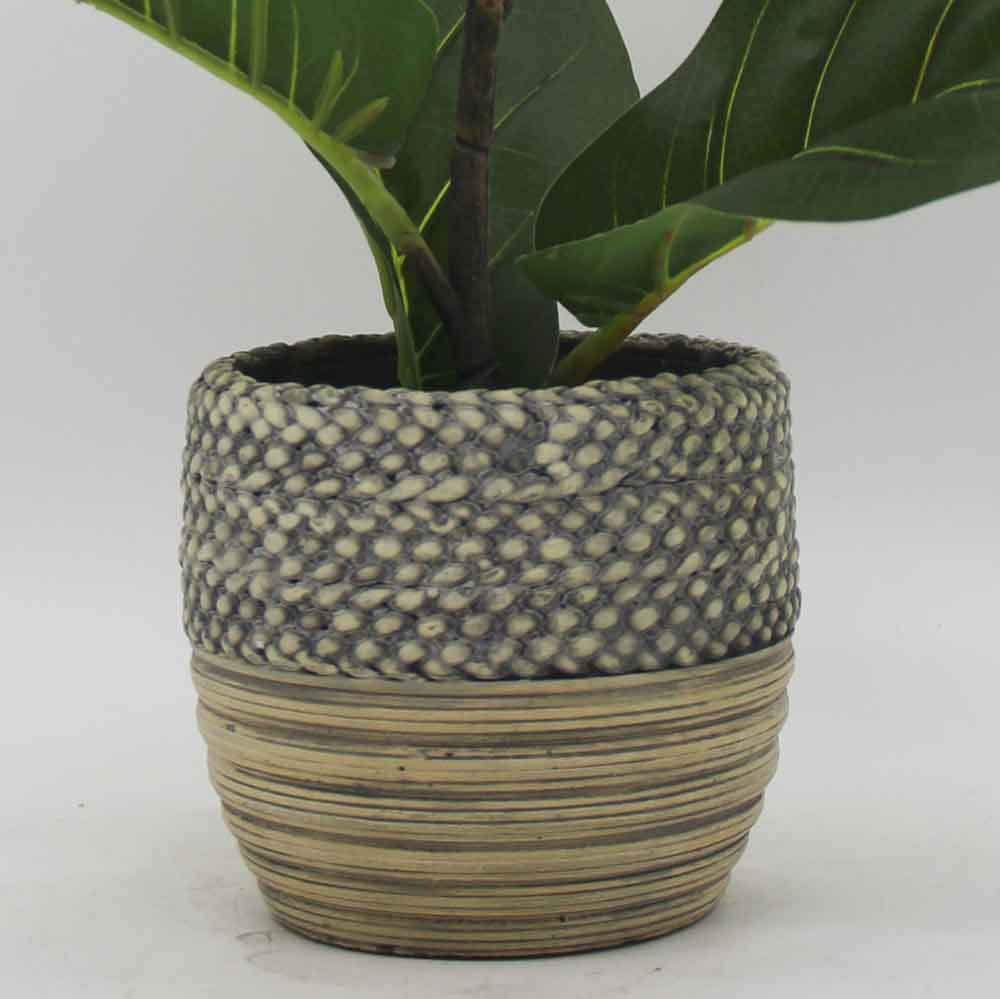 MC3429 Ficus lyrate