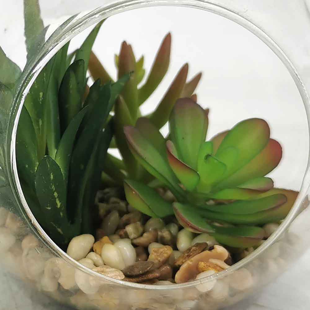 MC15-1165B Mixed succulent