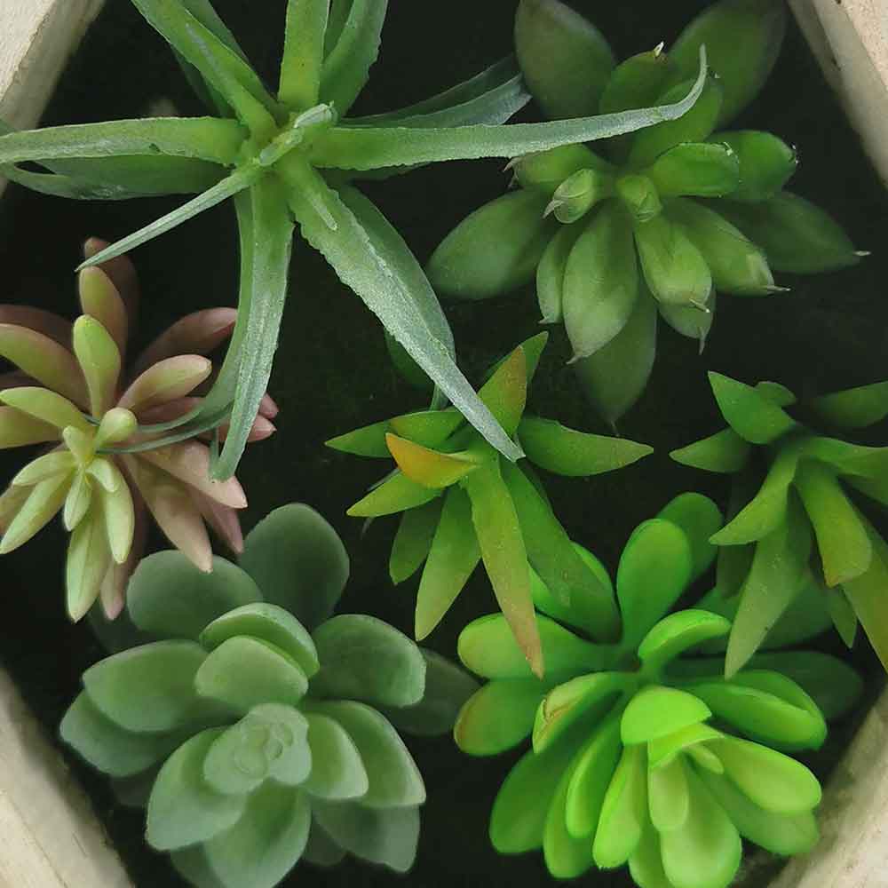 MC18-5723M Mixed succulent