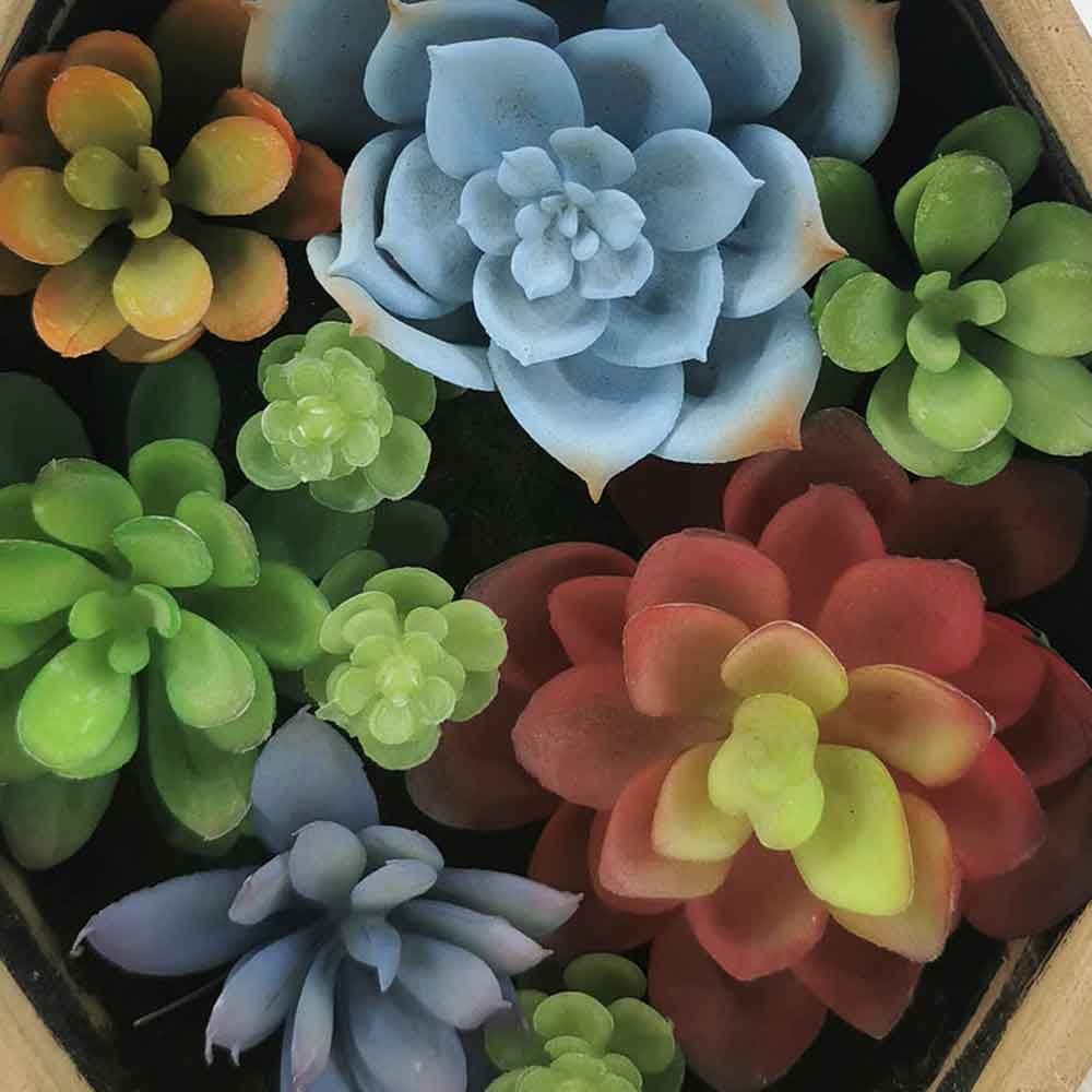 MC18-5723M-MIX Mixed succulent