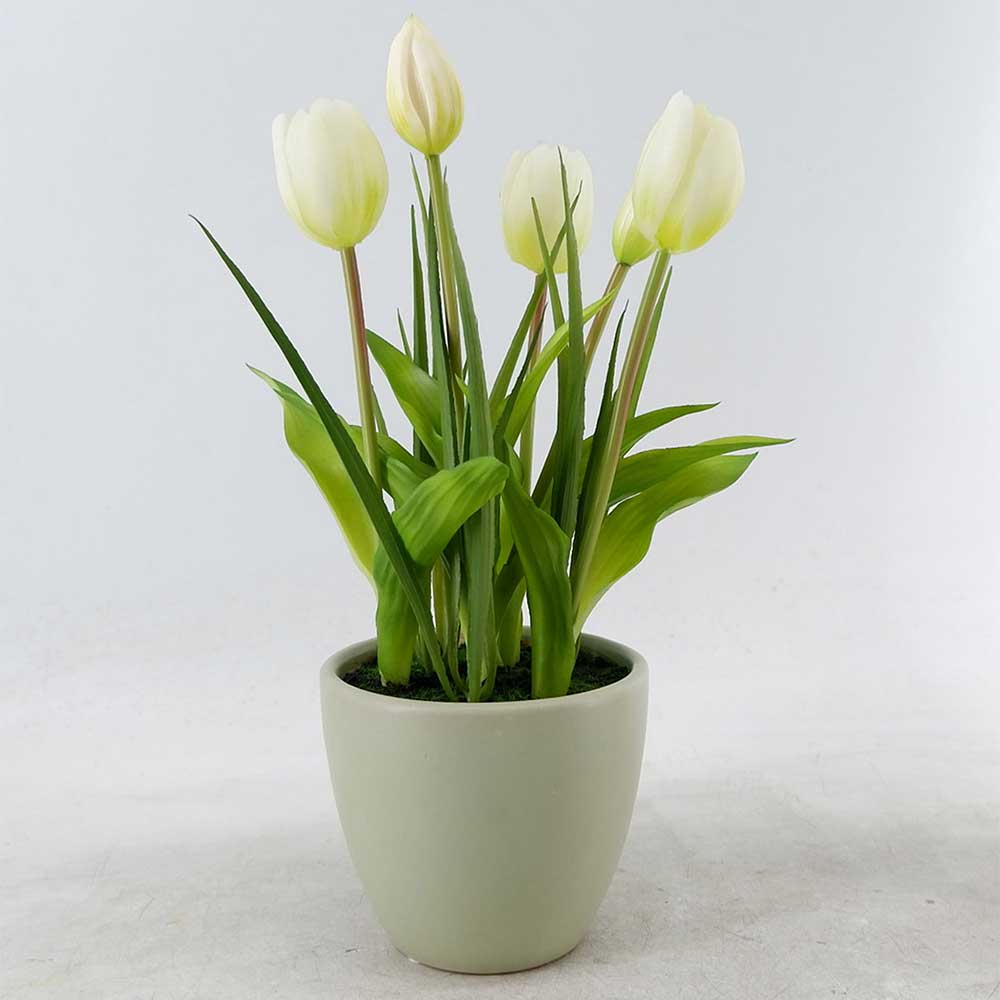 MC22-12099P Tulip in pot