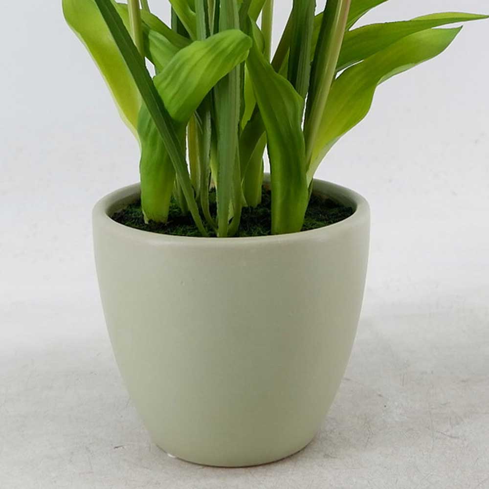 MC22-12099P Tulip in pot