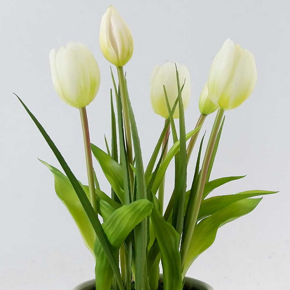 MC22-12099P Tulip in pot