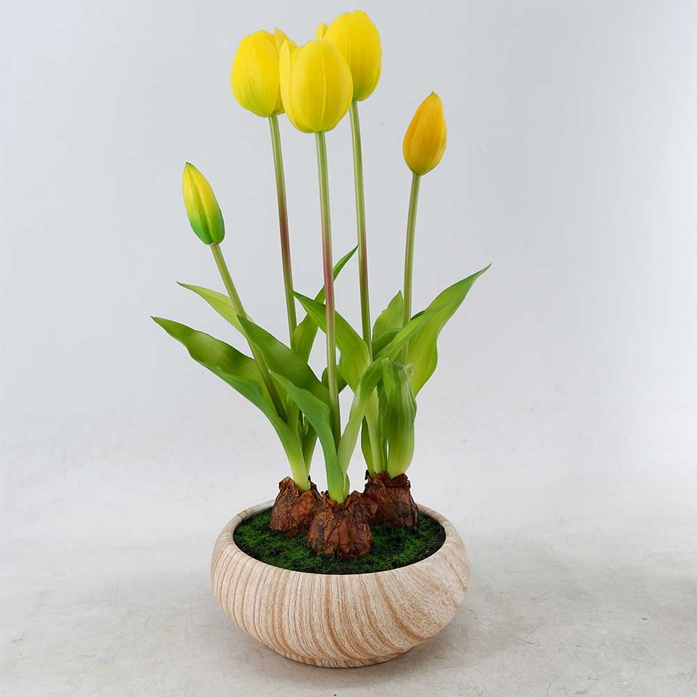 MC22-12118P Tulip in pot