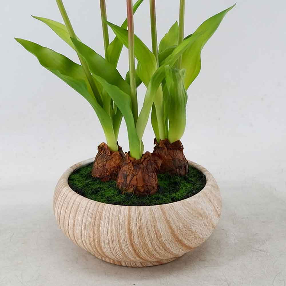 MC22-12118P Tulip in pot