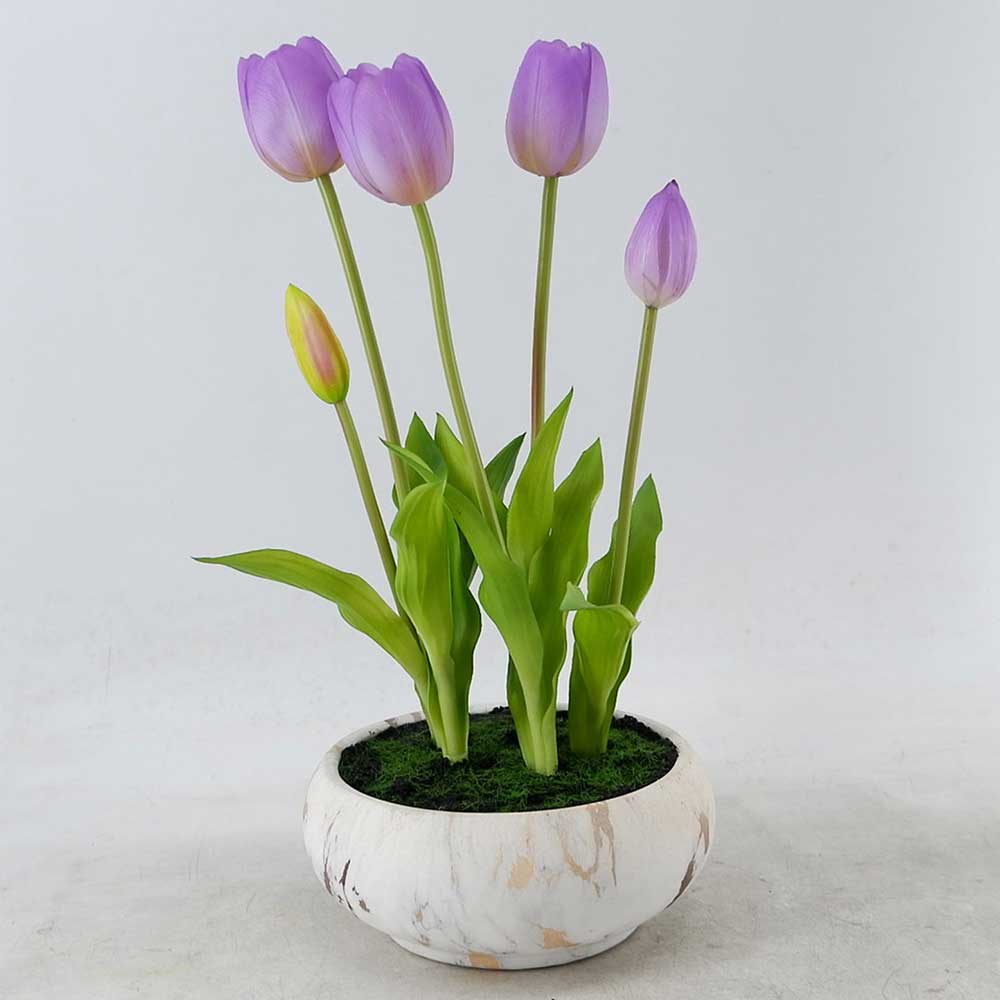 MC22-12117P Tulip in pot