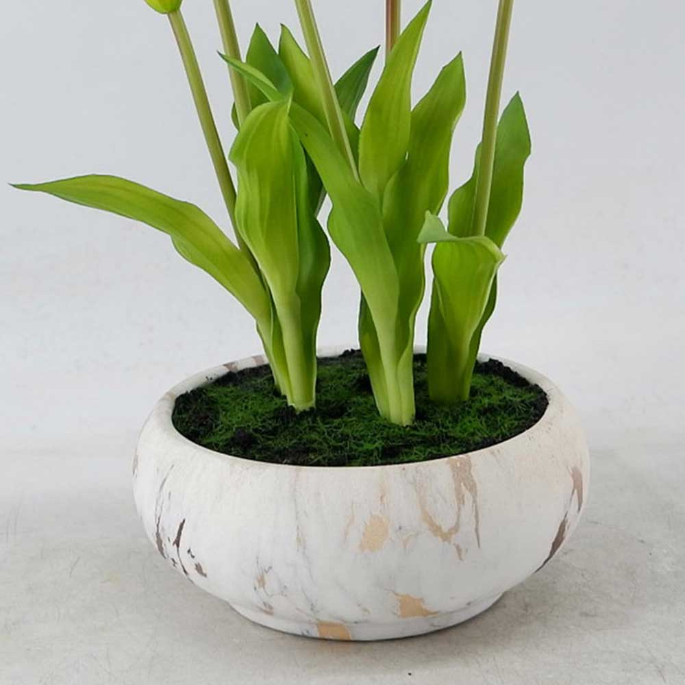 MC22-12117P Tulip in pot