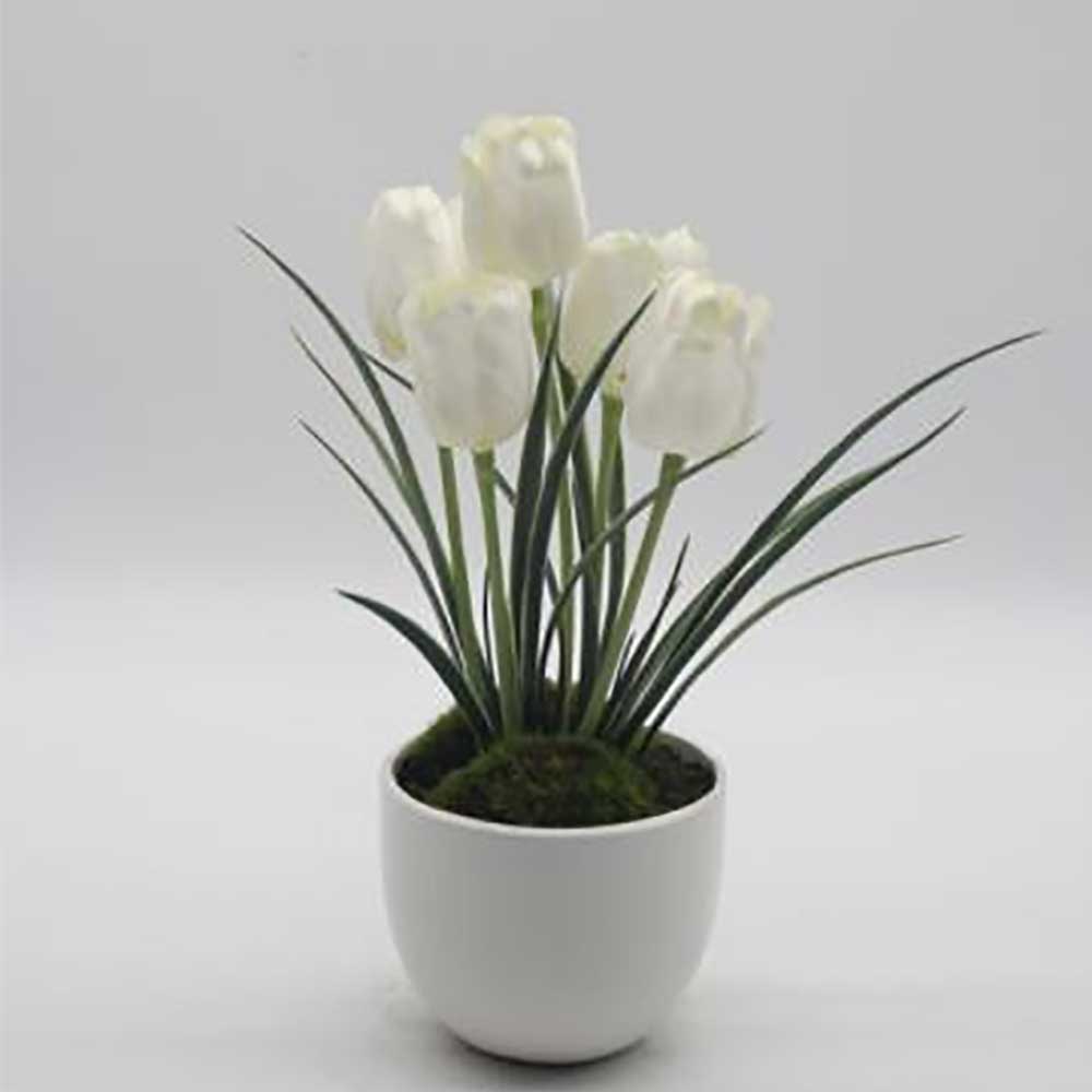 MC0077 Tulip in Pot