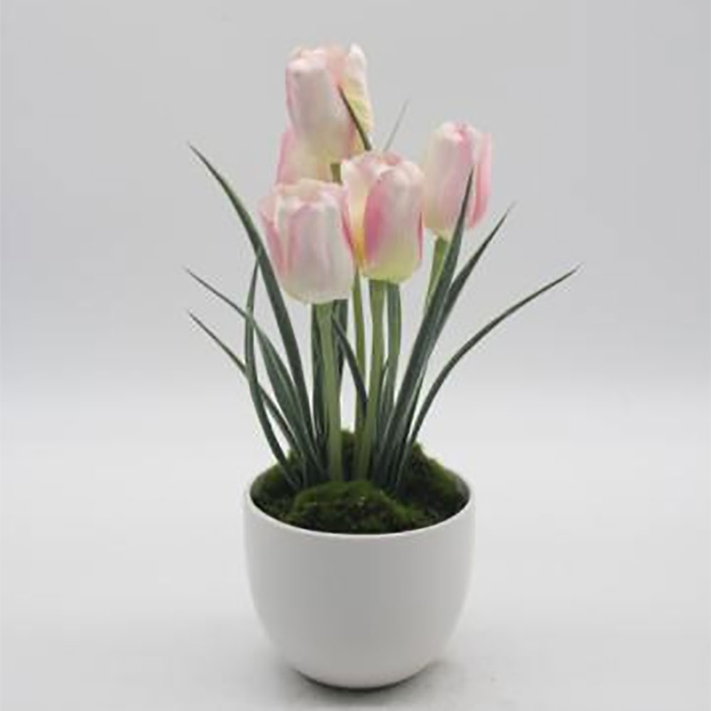 MC0077 Tulip in Pot