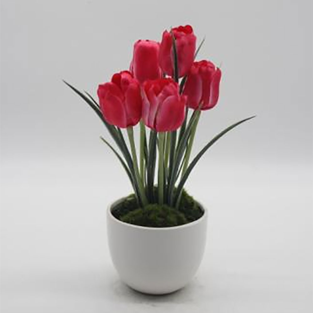 MC0077 Tulip in Pot