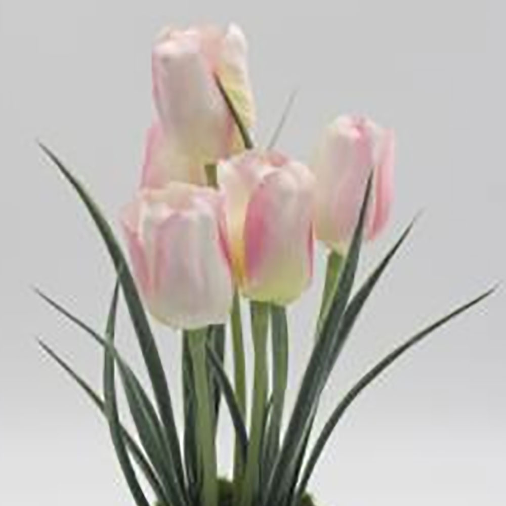 MC0077 Tulip in Pot