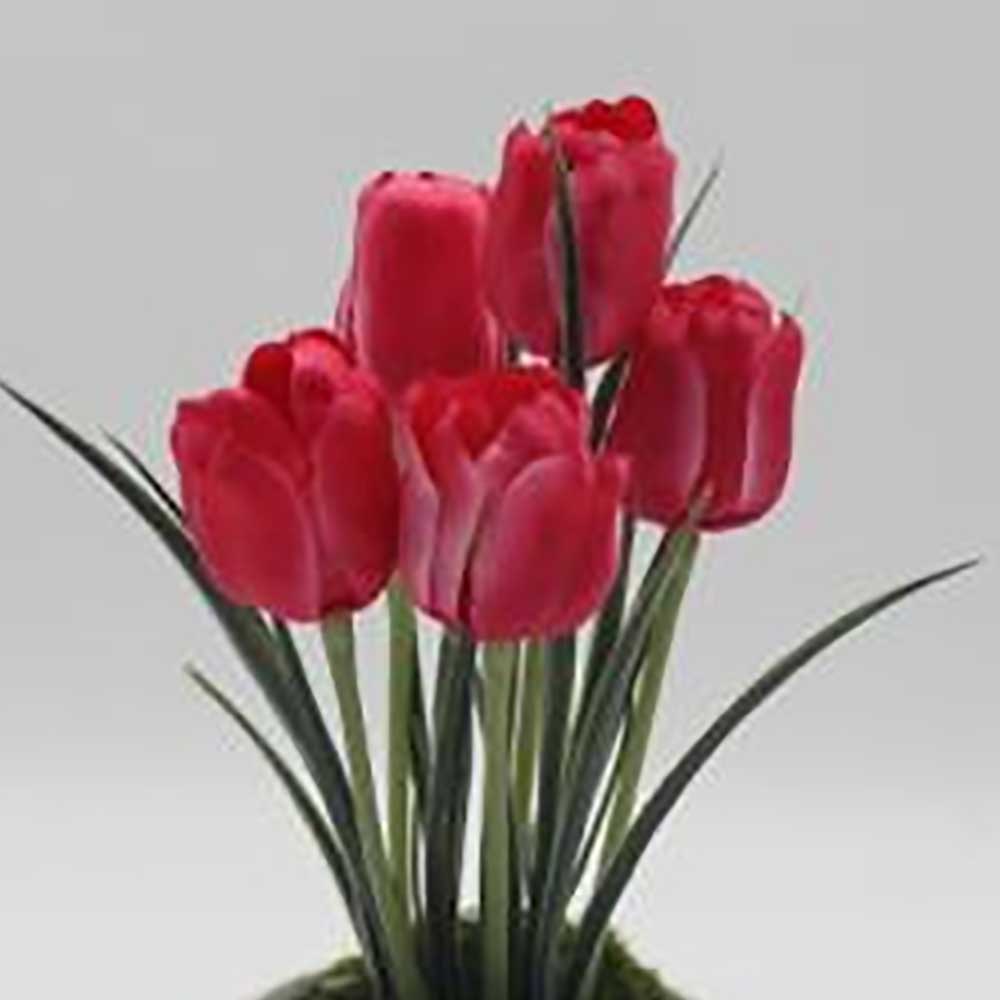 MC0077 Tulip in Pot