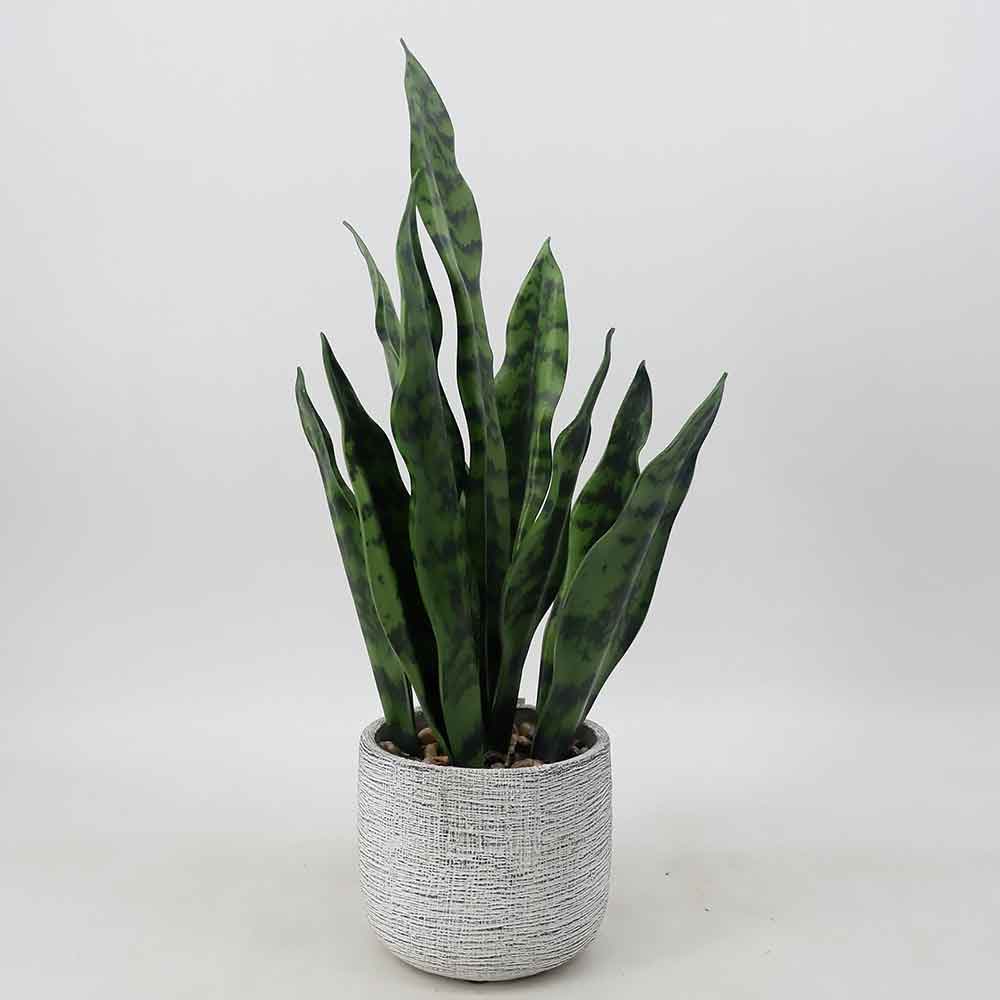 MC18-5733S Sansevieria