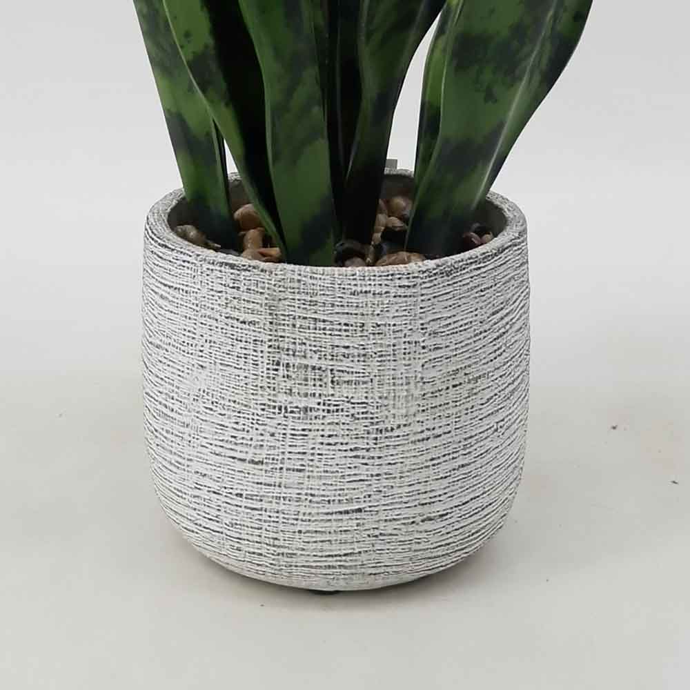 MC18-5733S Sansevieria