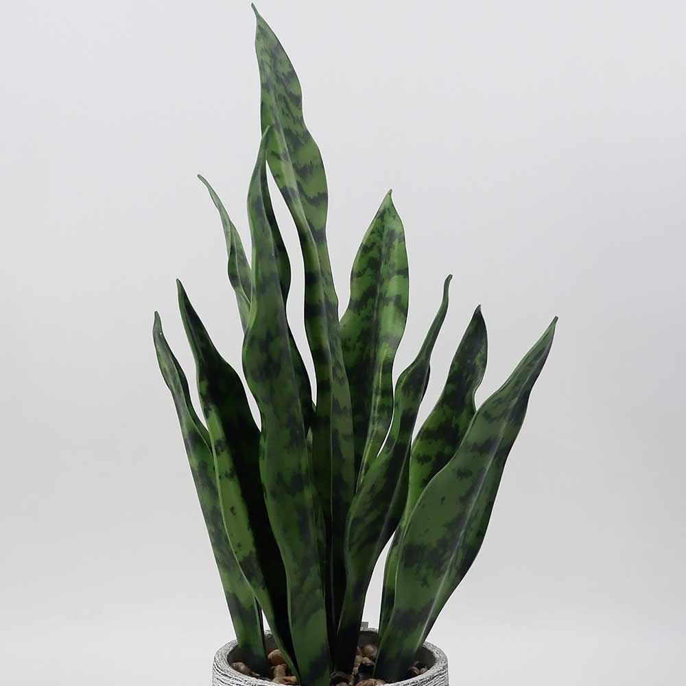 MC18-5733S Sansevieria