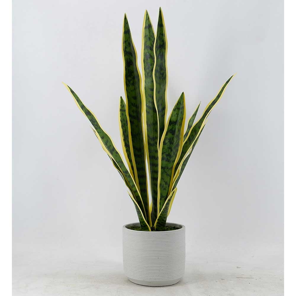 MC20-8762S Sansevieria