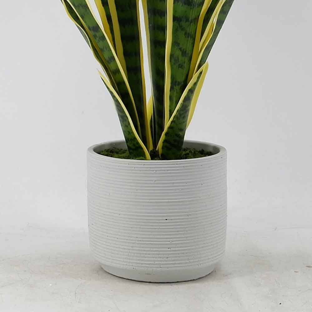 MC20-8762S Sansevieria