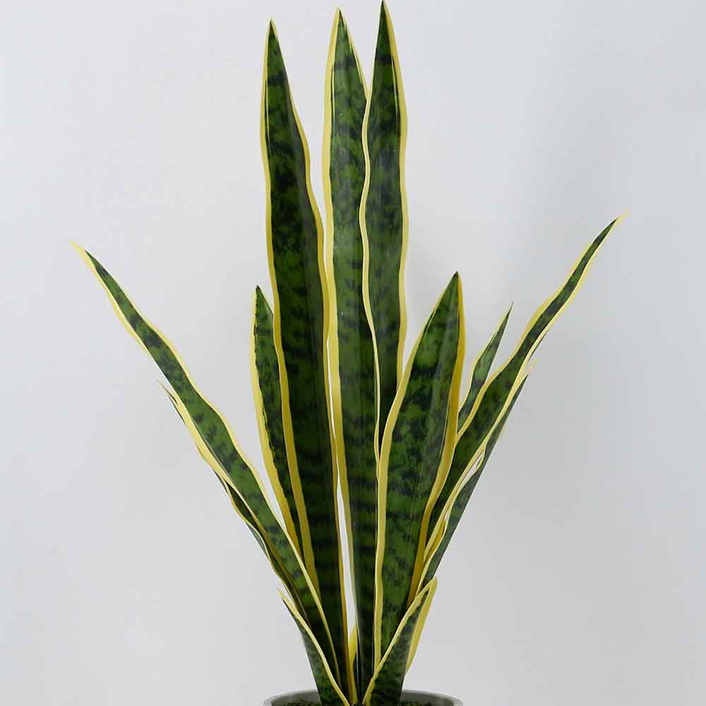 MC20-8762S Sansevieria