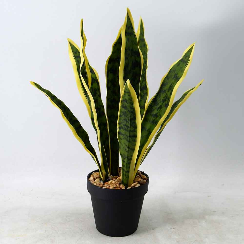 MC20-9182J Sansevieria